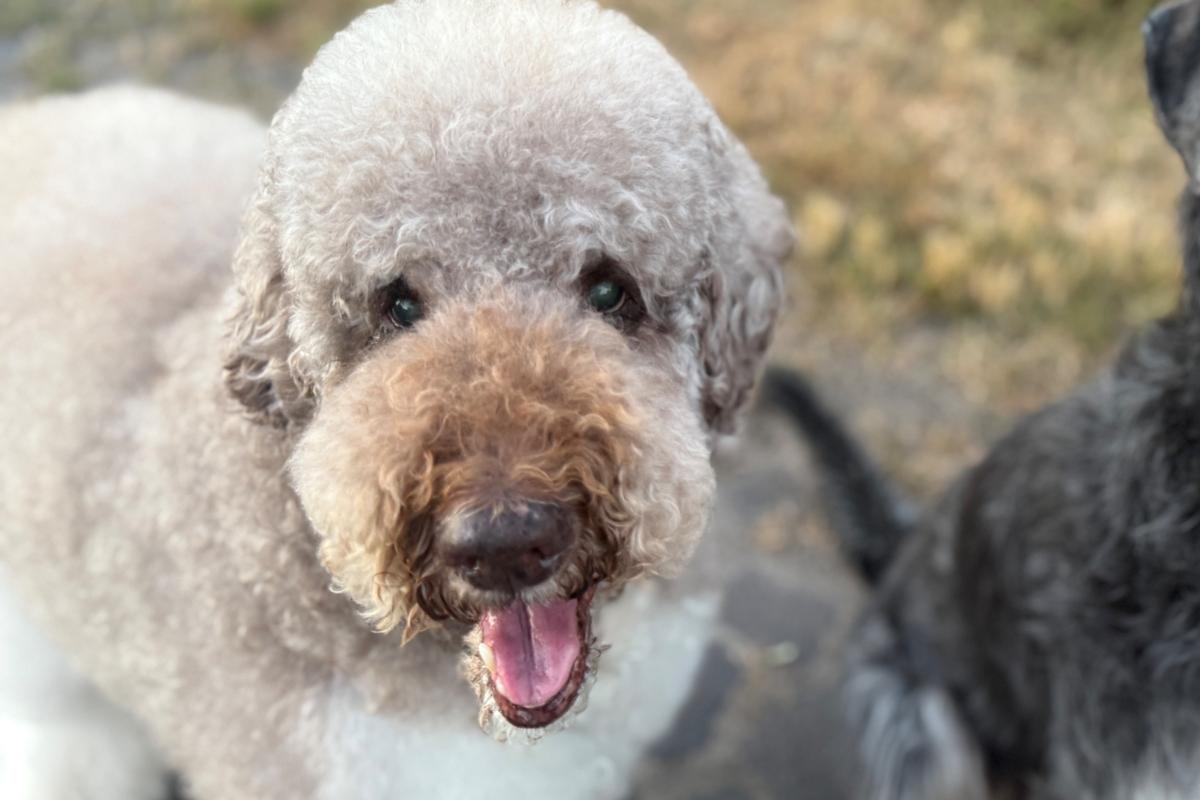 Timo