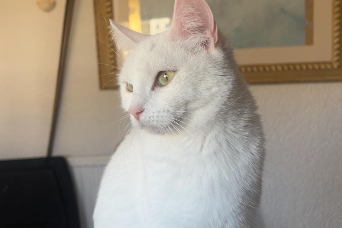 Lola