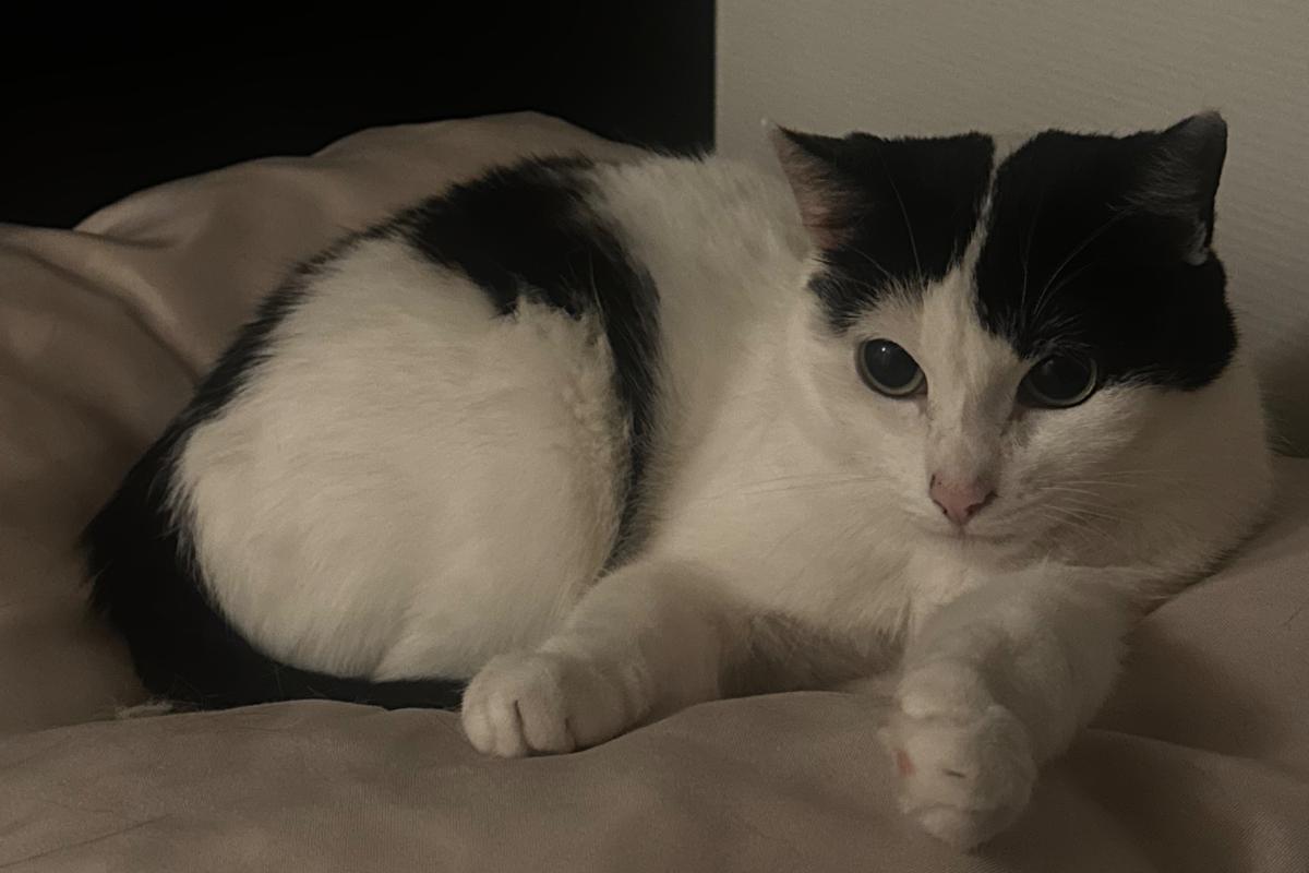 Maya