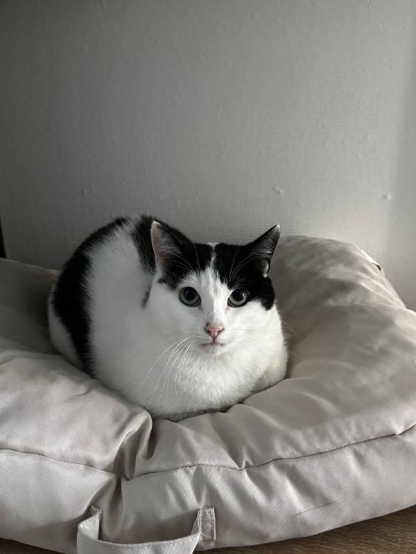 Maya