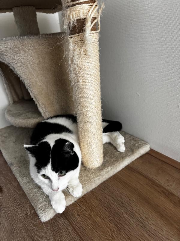 Maya