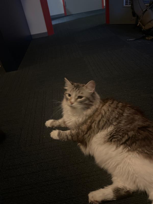 Simba