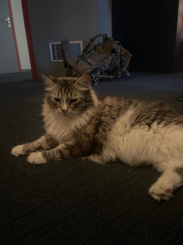 Simba