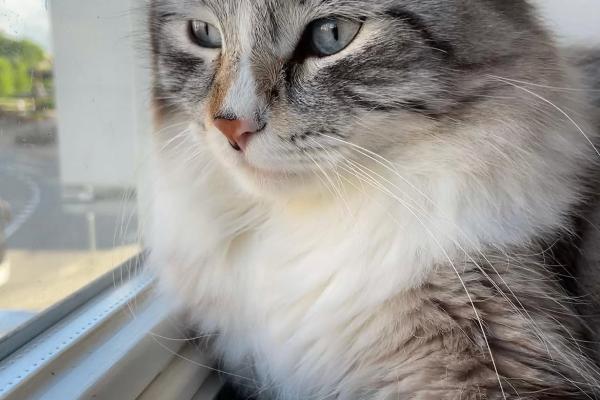 Simba