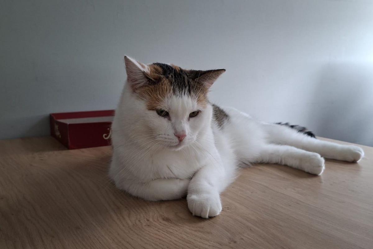 Nala