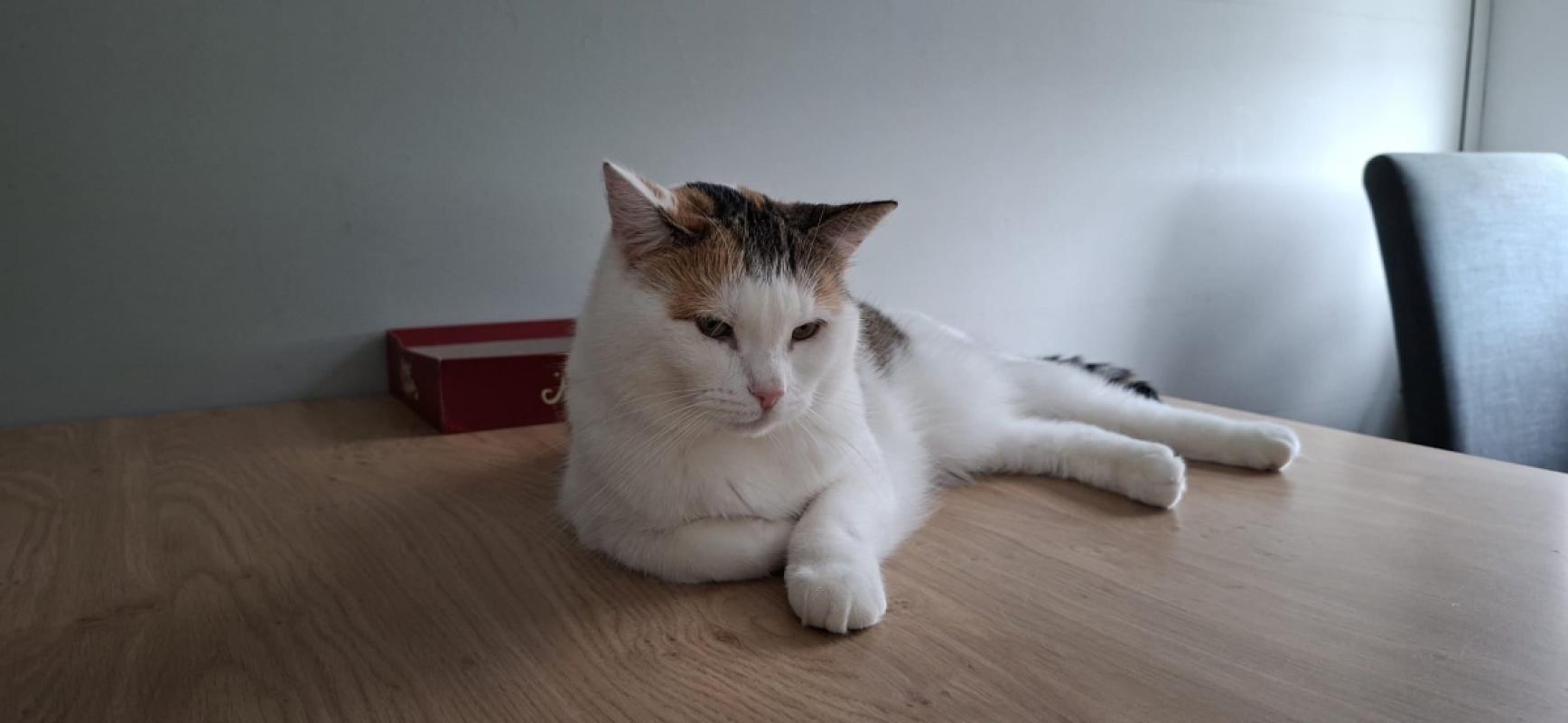 Nala