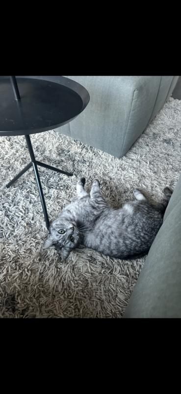 Guusje
