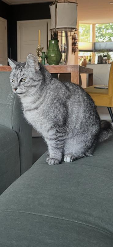 Guusje