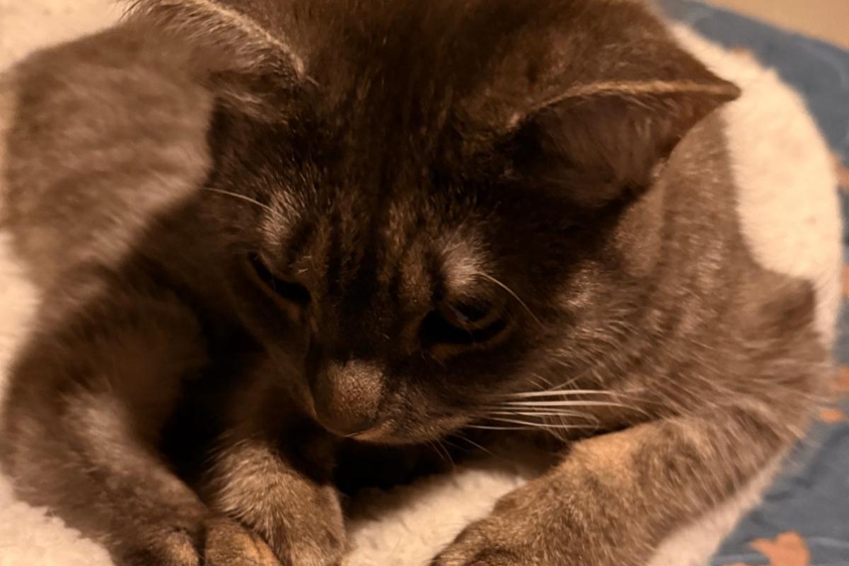Nala