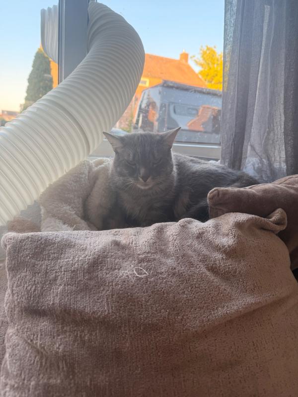 Nala