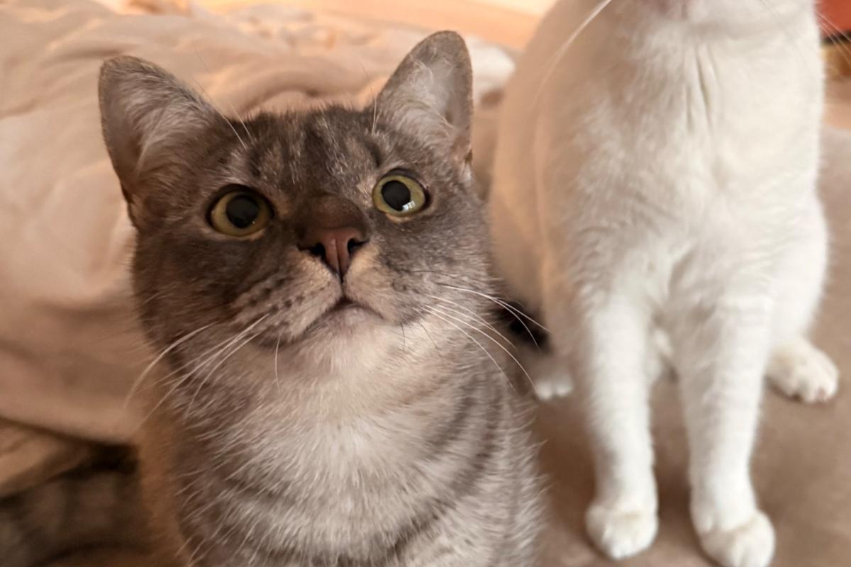 Nala