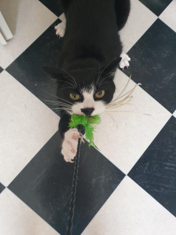 Boris + Kiki