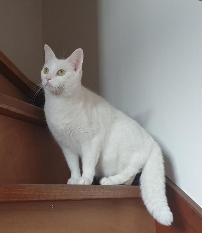 Boris + Kiki