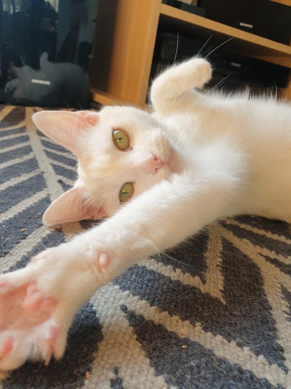 Boris + Kiki