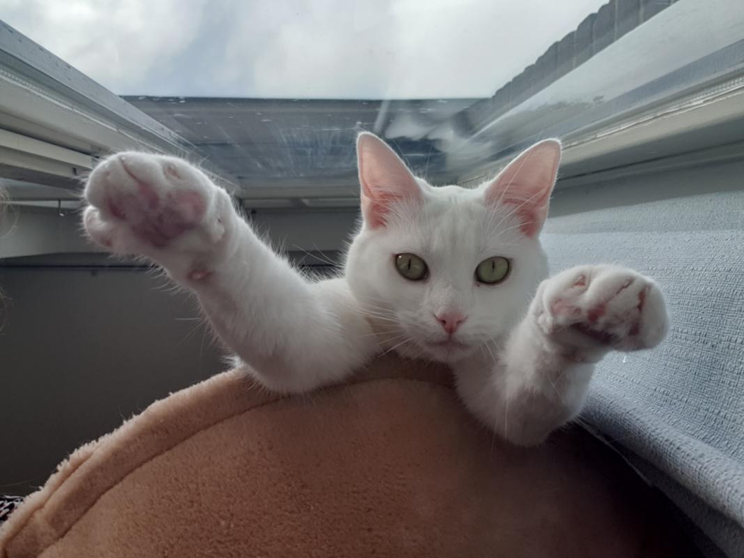 Boris + Kiki