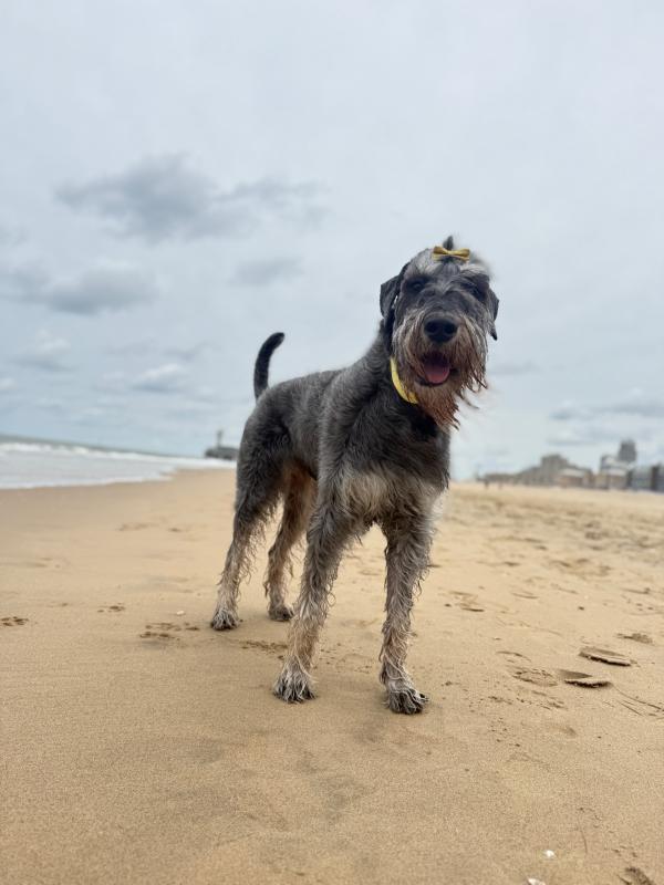 Maya