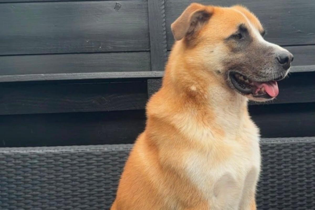 Dobri