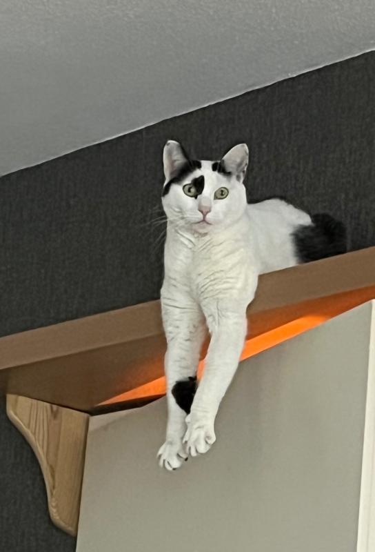 Mona