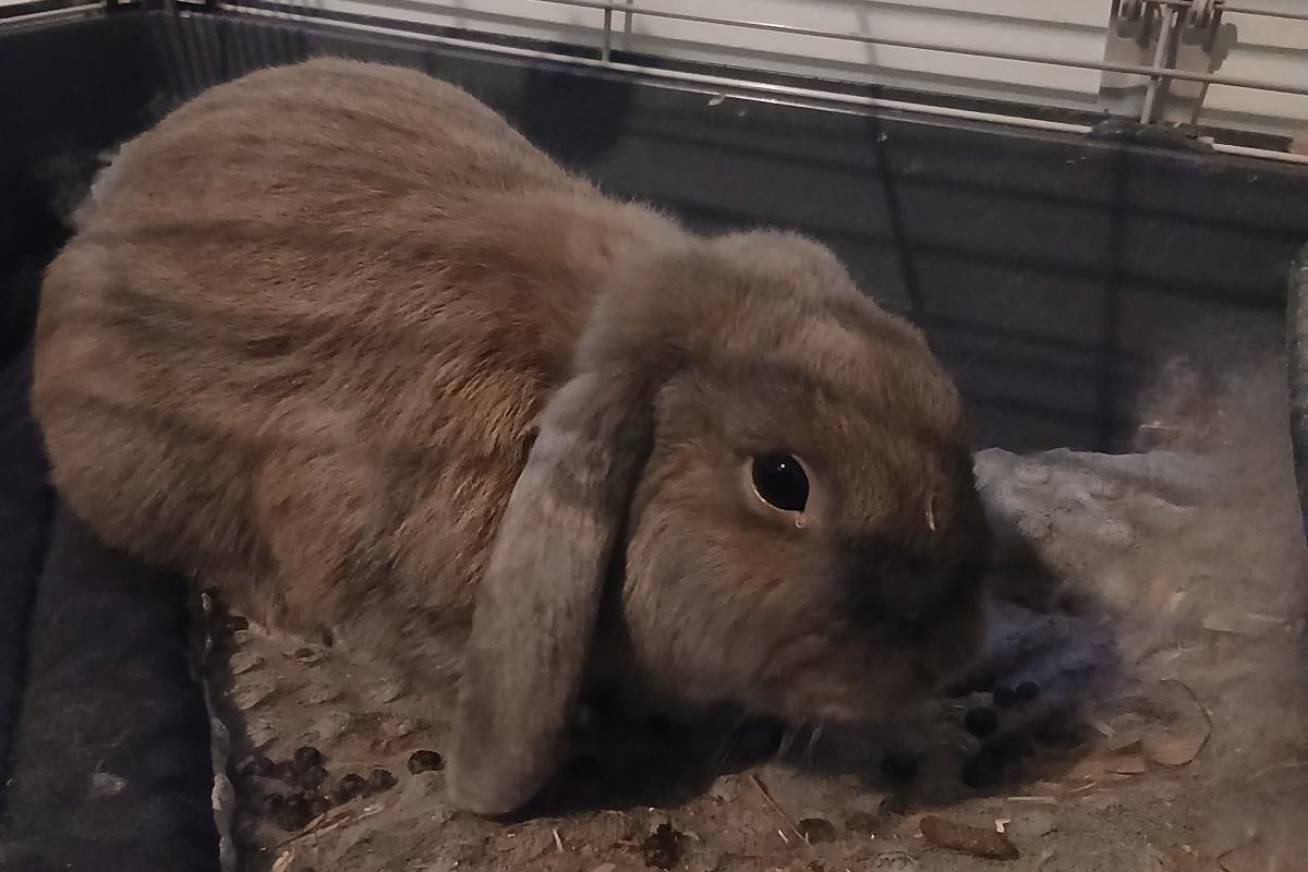 Thor