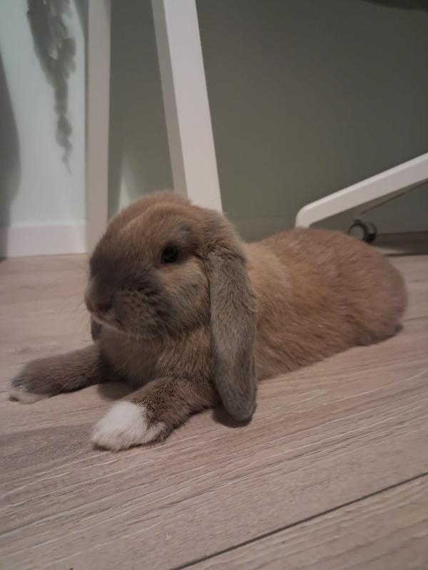 Thor