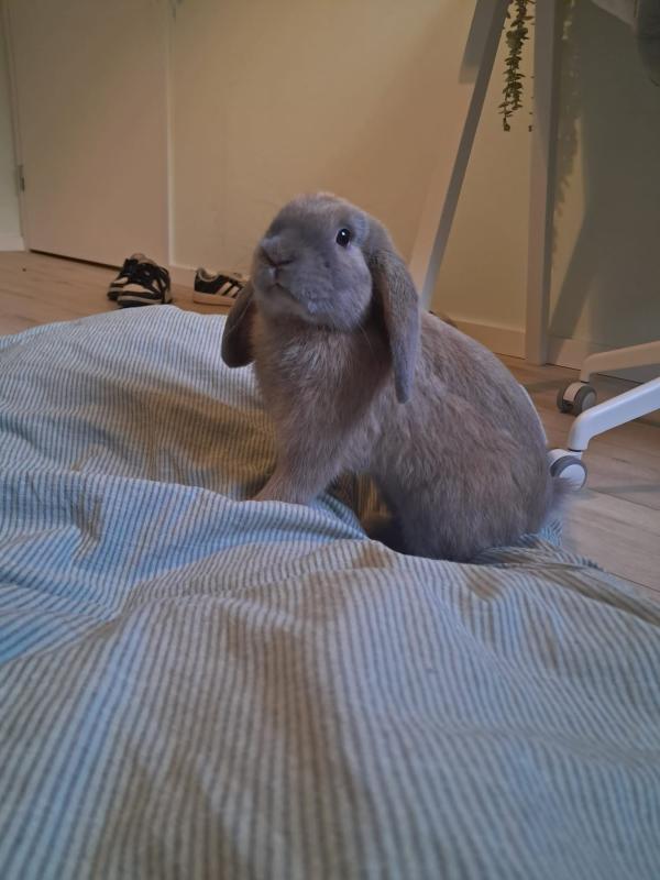 Thor