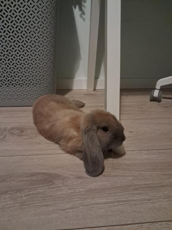 Thor