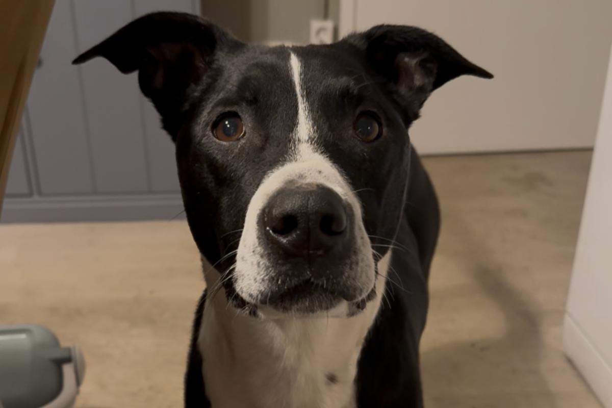 Max