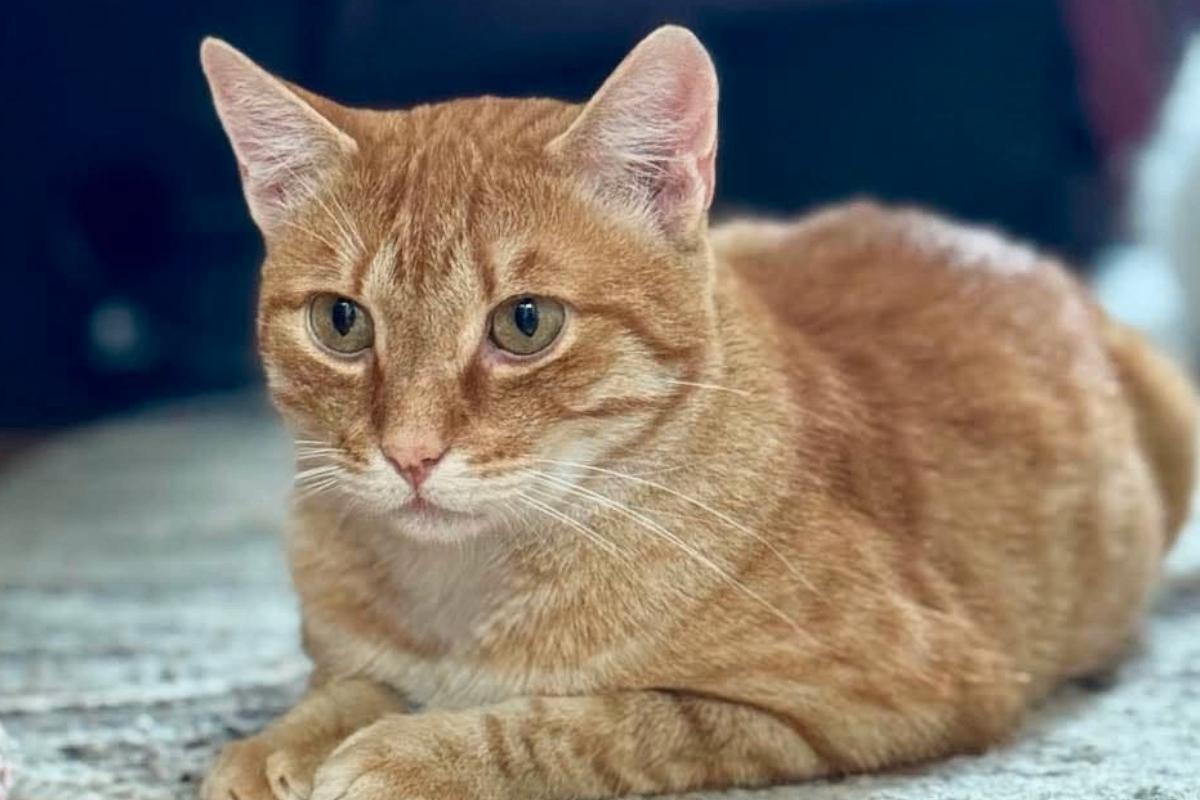 Rufus