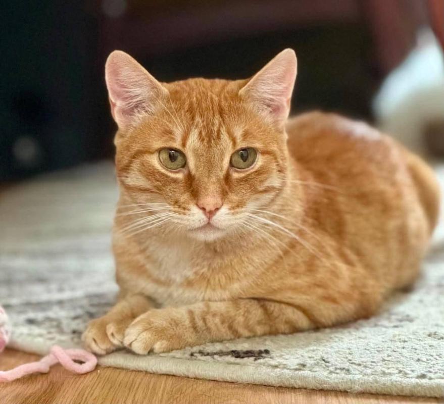 Rufus