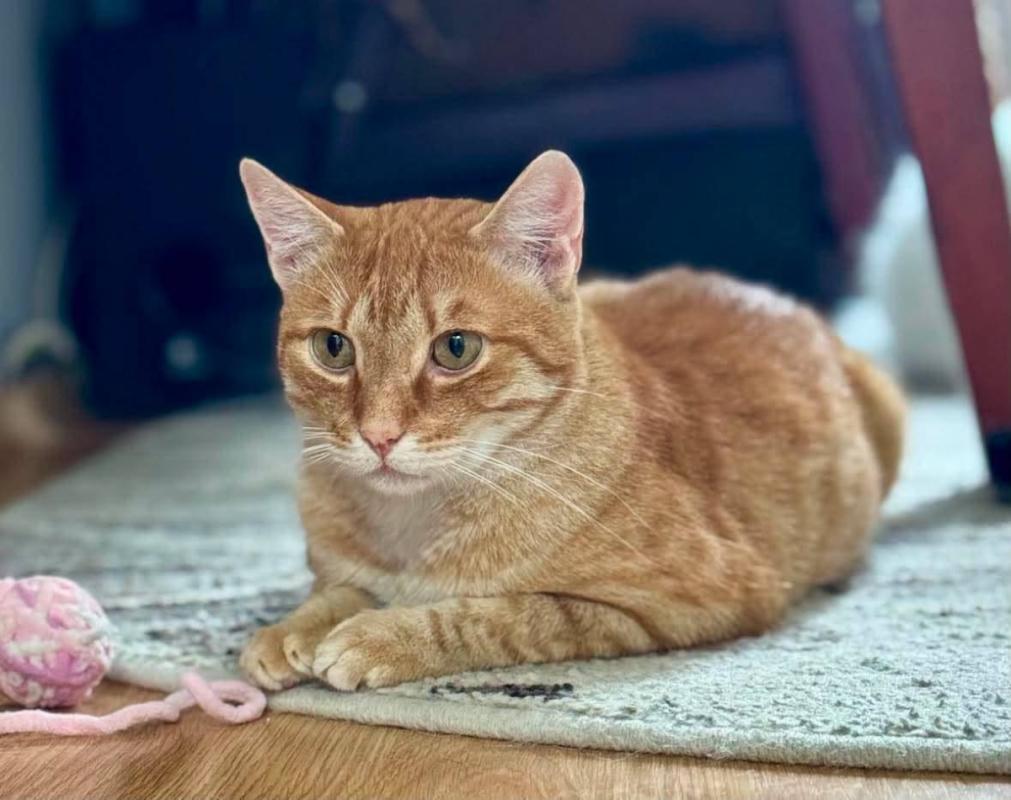 Rufus