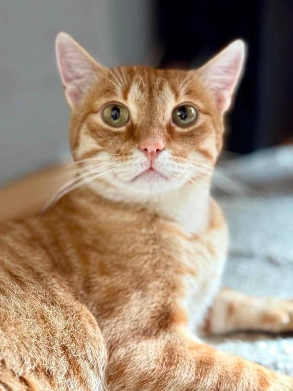 Rufus