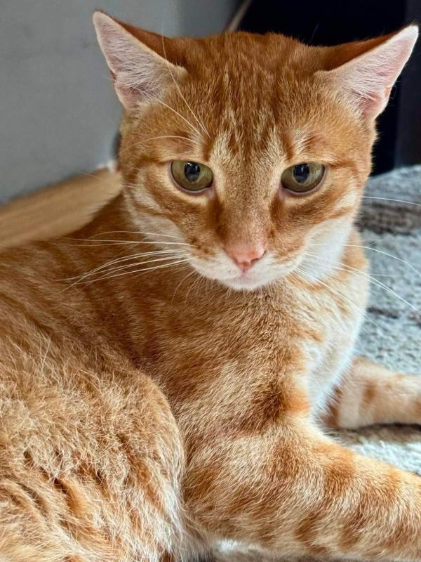 Rufus
