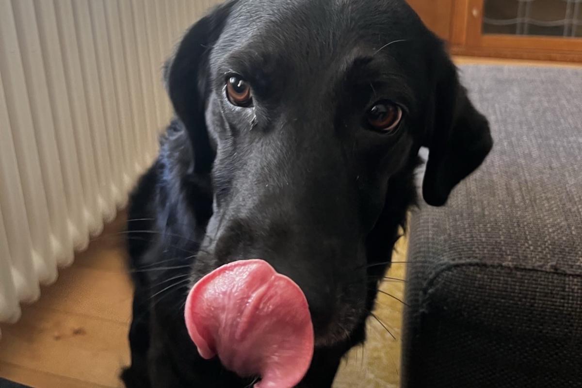 Rafa