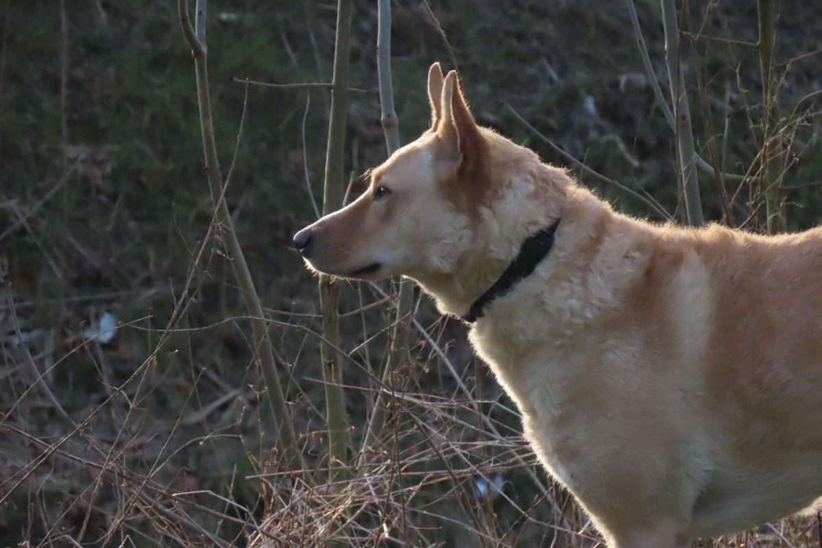 Bella