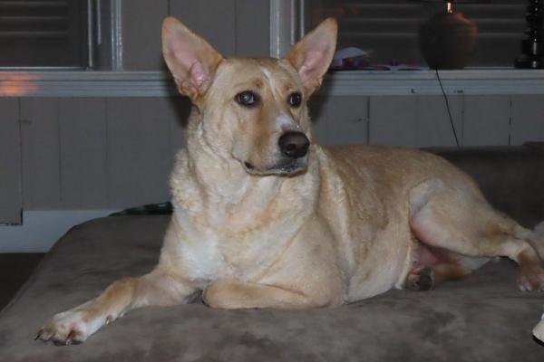 Bella