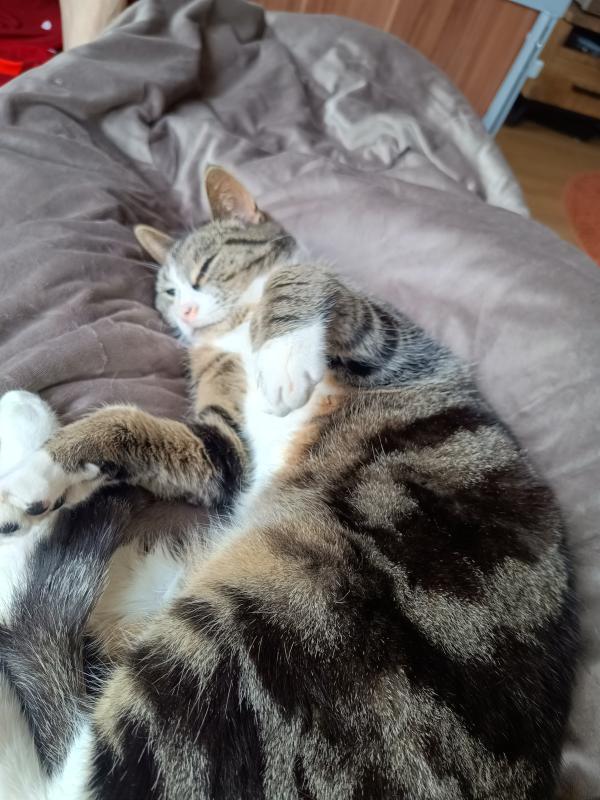 Sammie