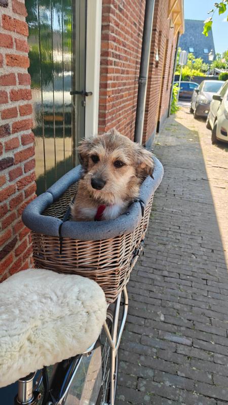 Baya