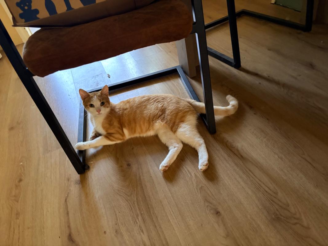 Kyro
