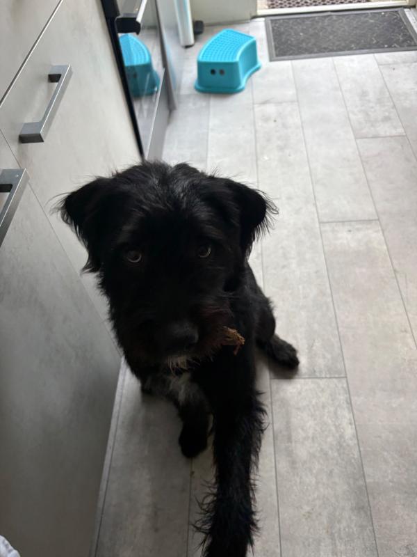 Otis