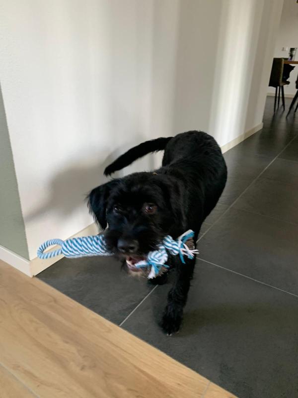 Otis
