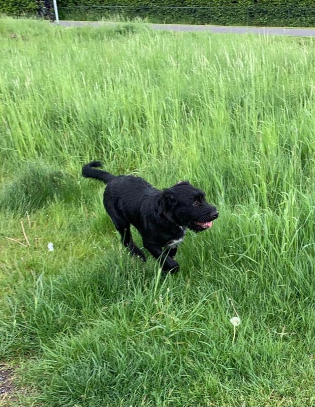 Otis