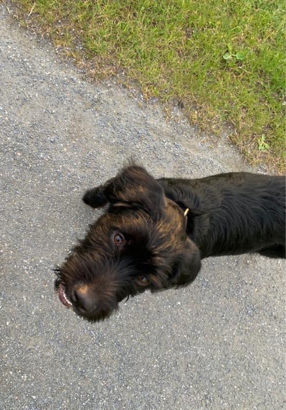 Otis