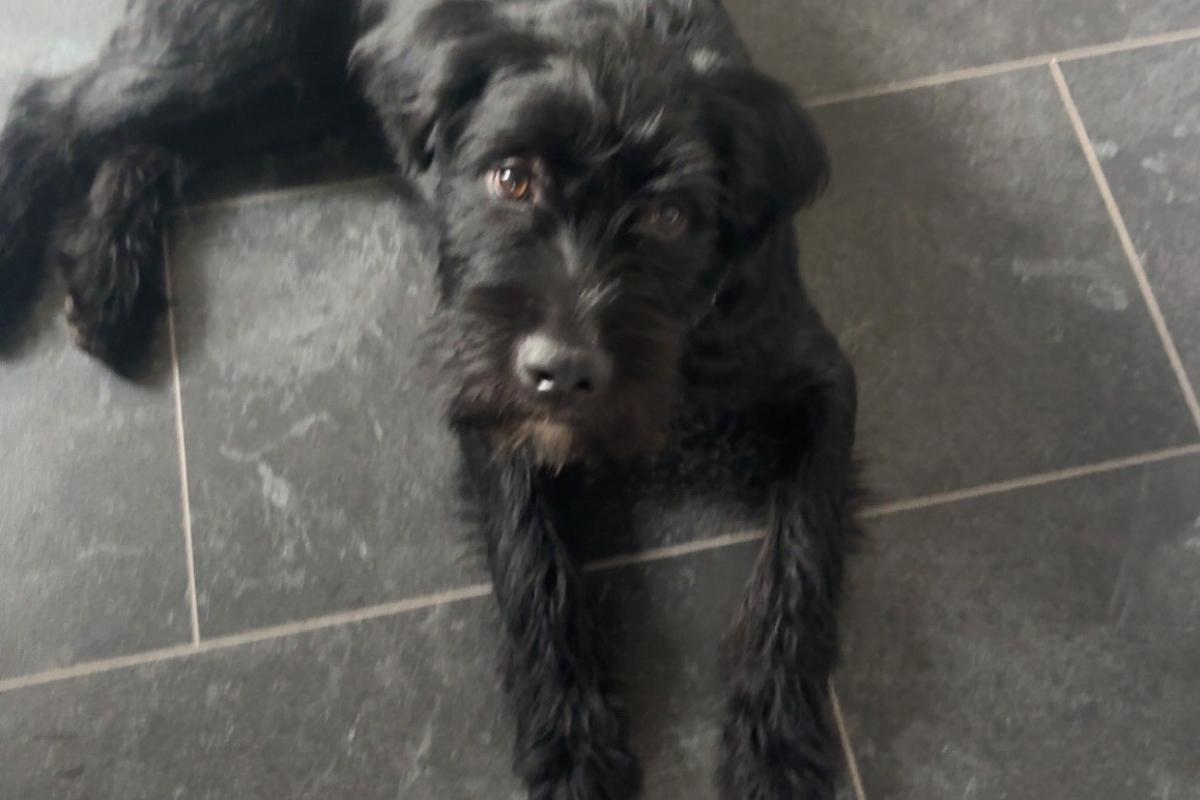 Otis