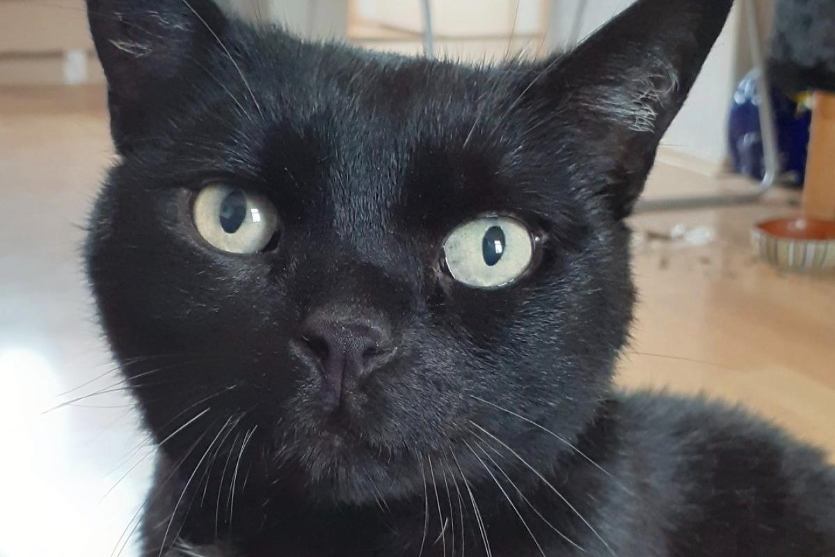 Luna