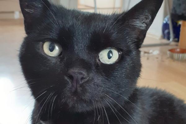 Luna