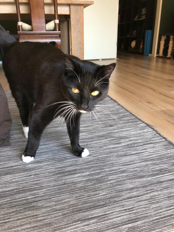Ringo