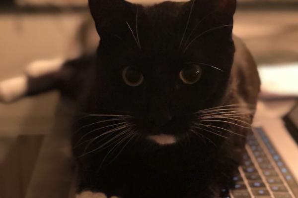 Ringo