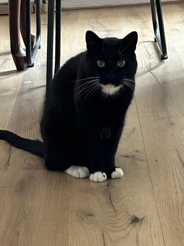 Ringo
