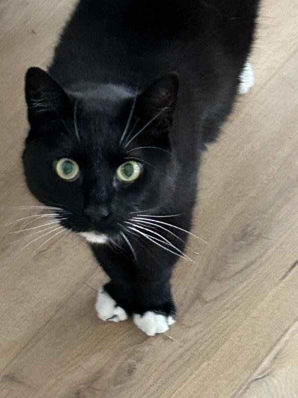 Ringo