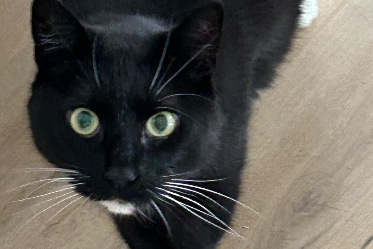 Ringo